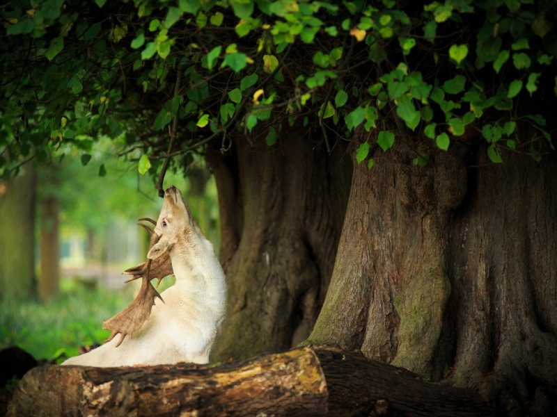 大树下的野鹿草地壁纸 电脑桌面高清动物壁纸