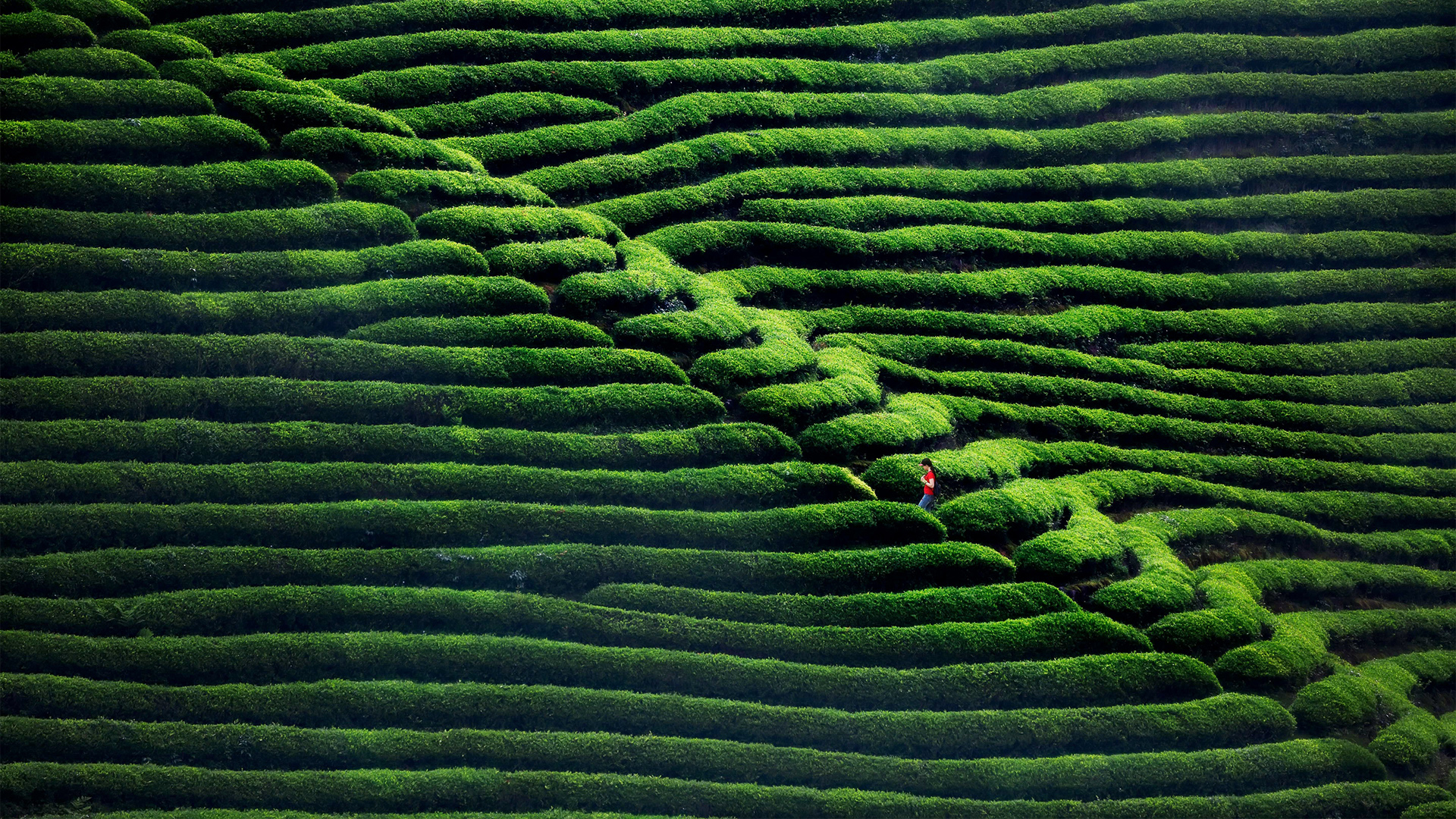 清新治愈！这款绿色茶园动漫电脑壁纸太适合当桌面了