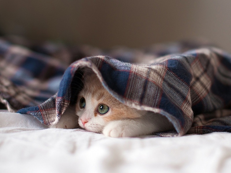 小猫躲进毯子玩躲猫猫 可爱猫咪电脑桌面高清壁纸