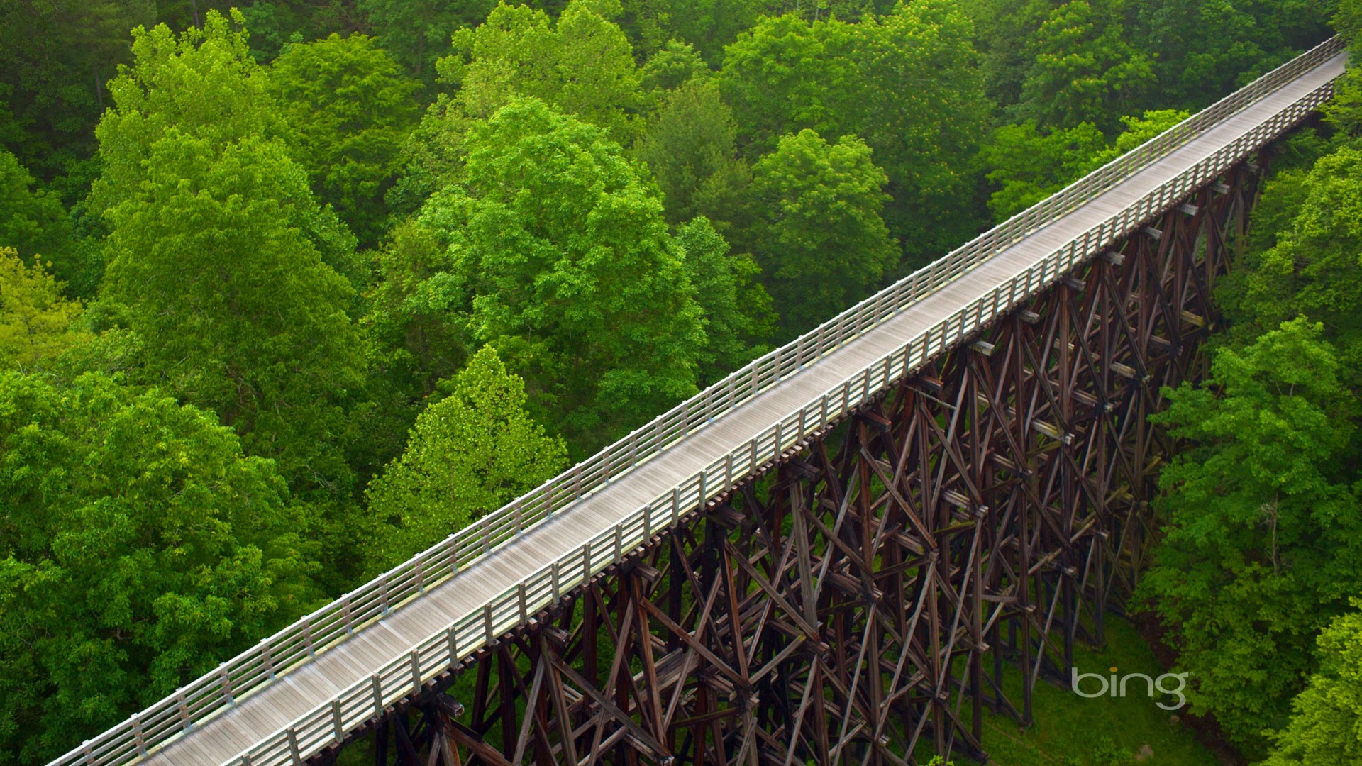 美国弗吉尼亚州的爬山虎小道壁纸 治愈系森林桥景直接当桌面