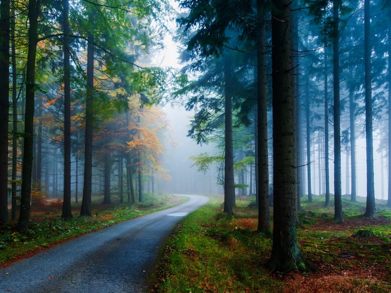 云雾缭绕的针叶林公路 氛围感拉满的自然风景壁纸