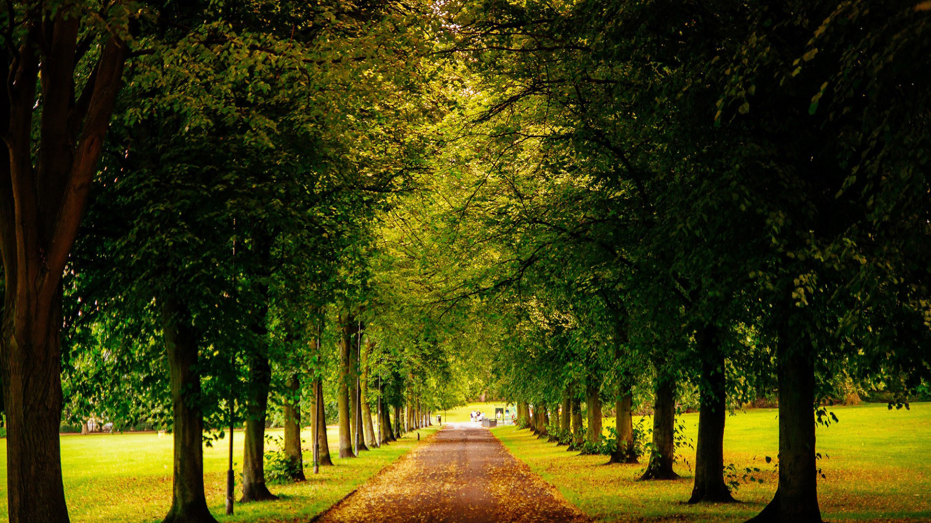 英格兰谢菲尔德秋日道路树景 电脑桌面动漫风壁纸