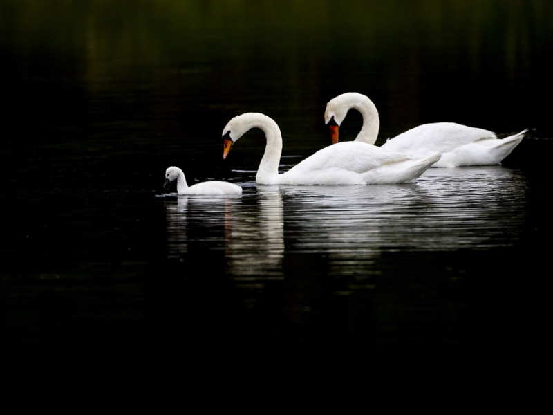 白天鹅一家高清电脑桌面壁纸来了 动物控速来