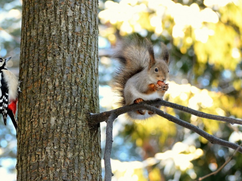 小松鼠啄木鸟林间同框！治愈系可爱动物电脑壁纸来了