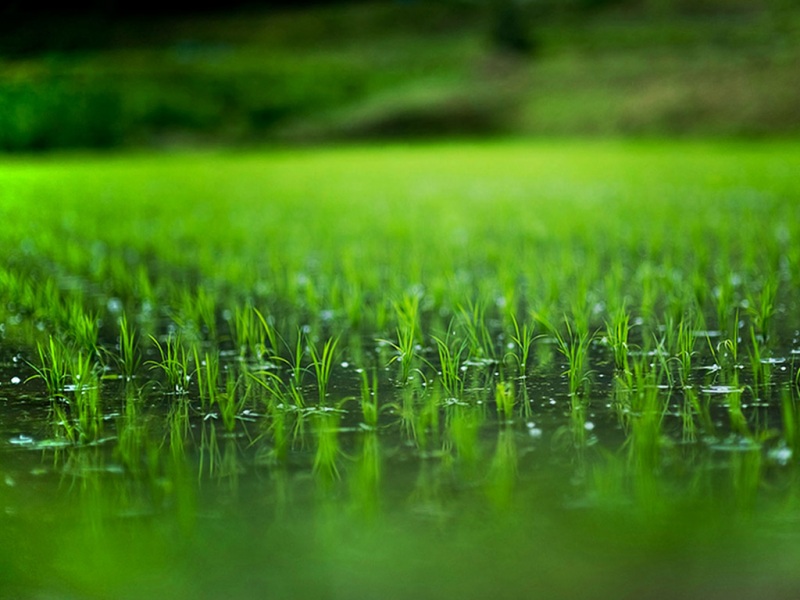 春耕农田主题电脑桌面动漫壁纸上新啦