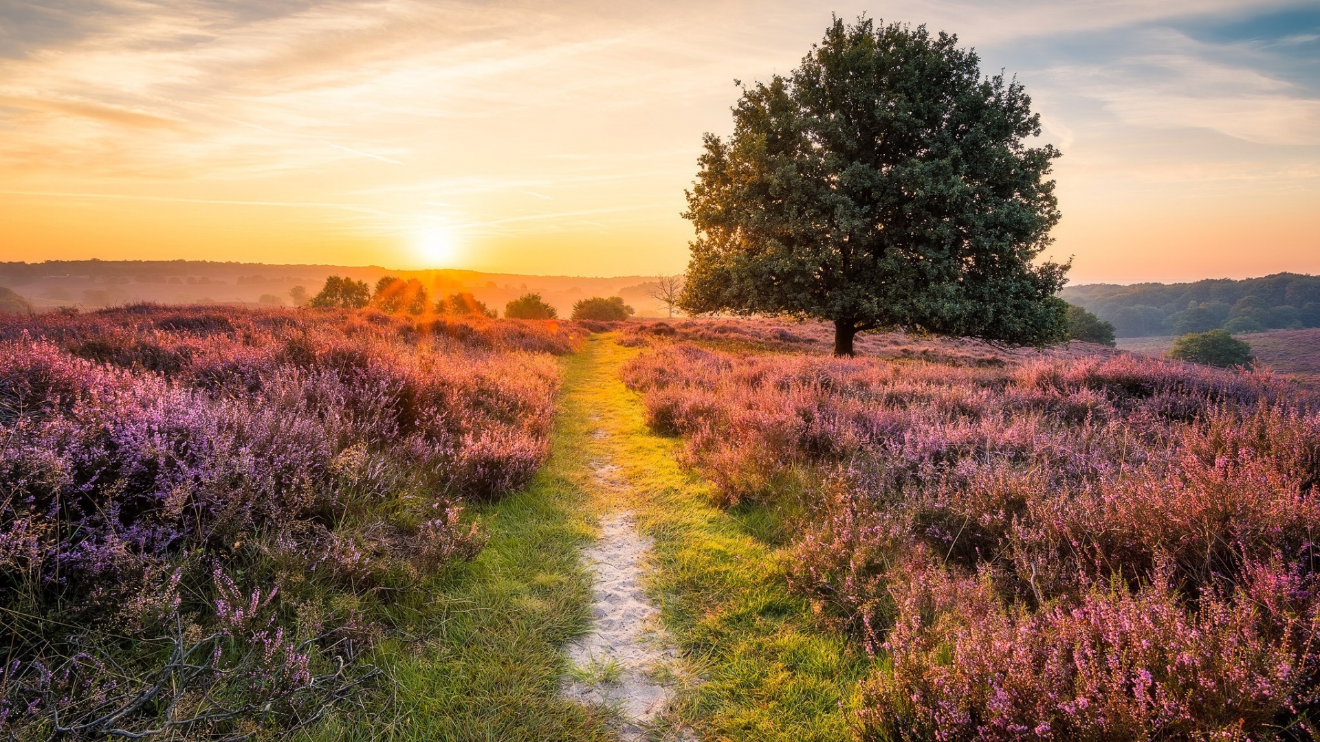 早间路边花树风景 多款高清电脑壁纸可选