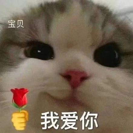 猫咪举花花表情包合集来啦