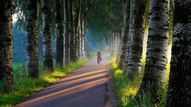 清晨白桦林骑车路景 这款动漫风电脑壁纸太治愈了