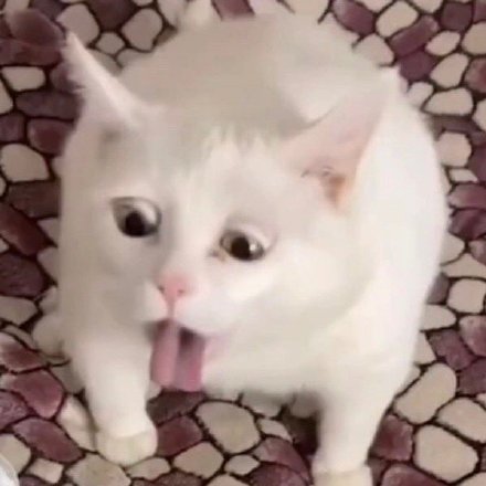 聊天斗图神器！这套小动物无字表情包太好用了