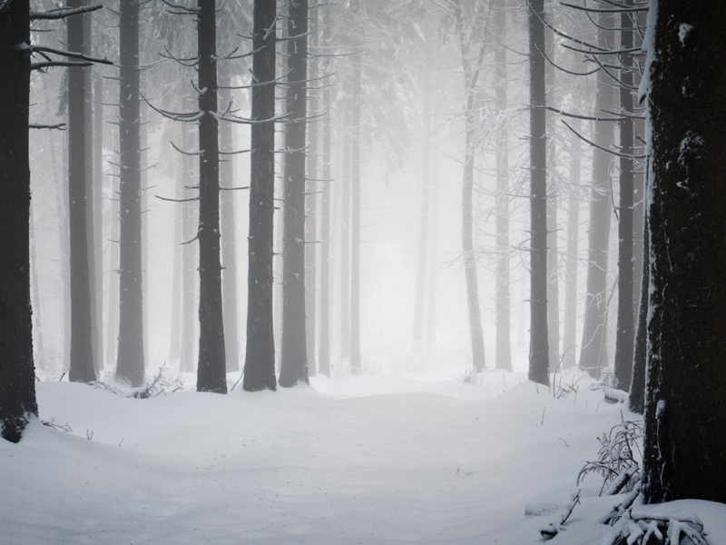 冬季森林雪景电脑桌面动漫壁纸来啦，多款高清尺寸任你选