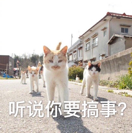 喵星人搞事表情包合集！怼人斗图超好用