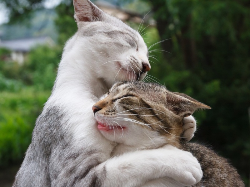 这组猫咪拥抱小手的壁纸太治愈了！朋友聚会重逢的氛围感拉满，适合当电脑桌面。