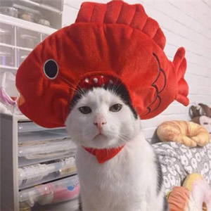 超萌猫咪情侣头像！一左一右超适配的一对两张头像合集来啦