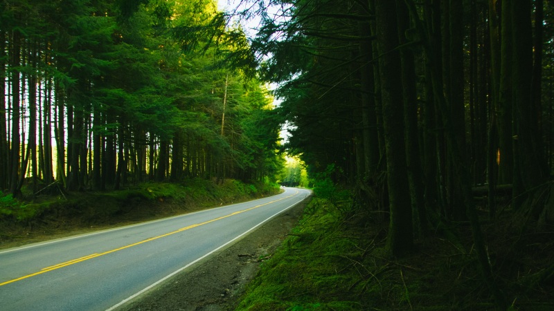 治愈感拉满！绿色树林道路电脑动漫壁纸分享