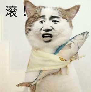 聊天斗图必备！这套魔性变脸猫表情包太上头了