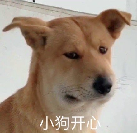 聊天斗图必备！超全小狗表情包合集来了