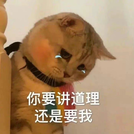 猫咪哭泣流泪猫猫头表情包合集来啦