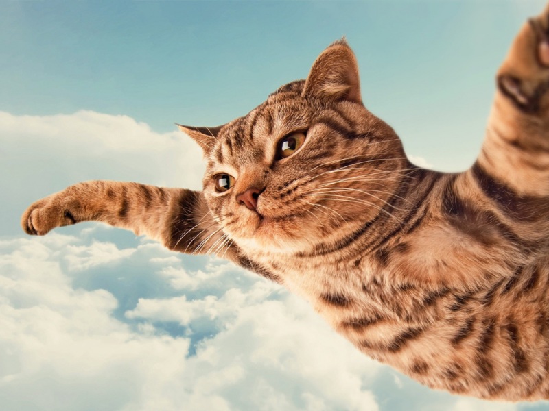 会飞的喵星人！超治愈可爱猫咪桌面壁纸合集