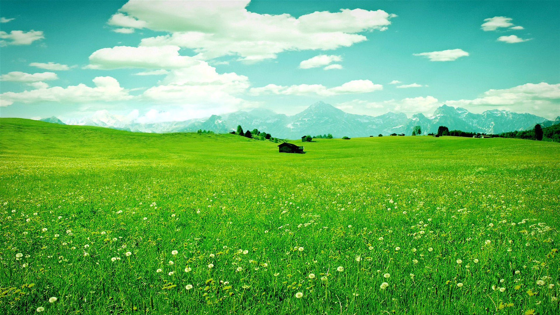 超治愈！蓝天白云绿草地野花电脑桌面壁纸来了