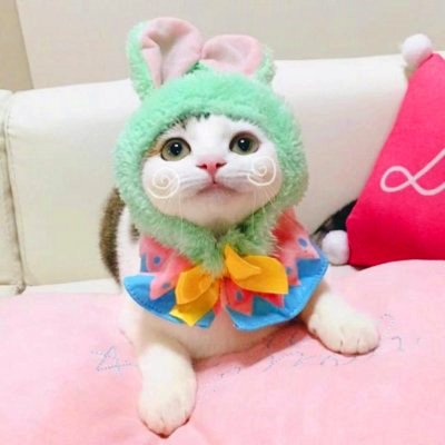 猫咪情侣头像来啦！28组高清可爱款一对两张