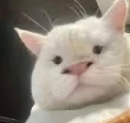 聊天斗图没文字？这款无字表情包合集超好用