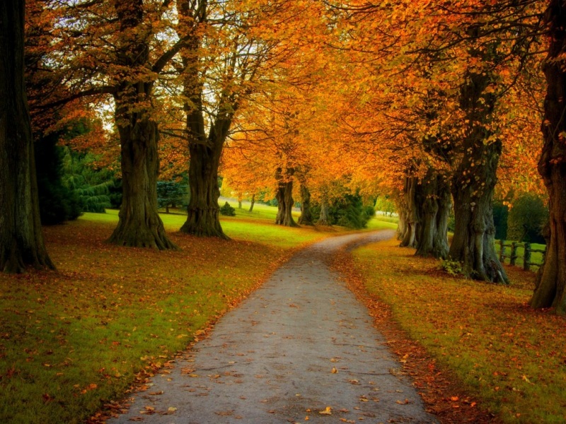 秋日森林公路公园美景 电脑动漫壁纸合集