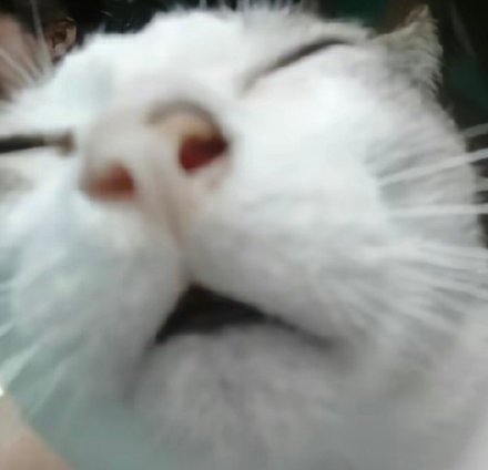 聊天斗图神器！这套小动物无字表情包太好用了