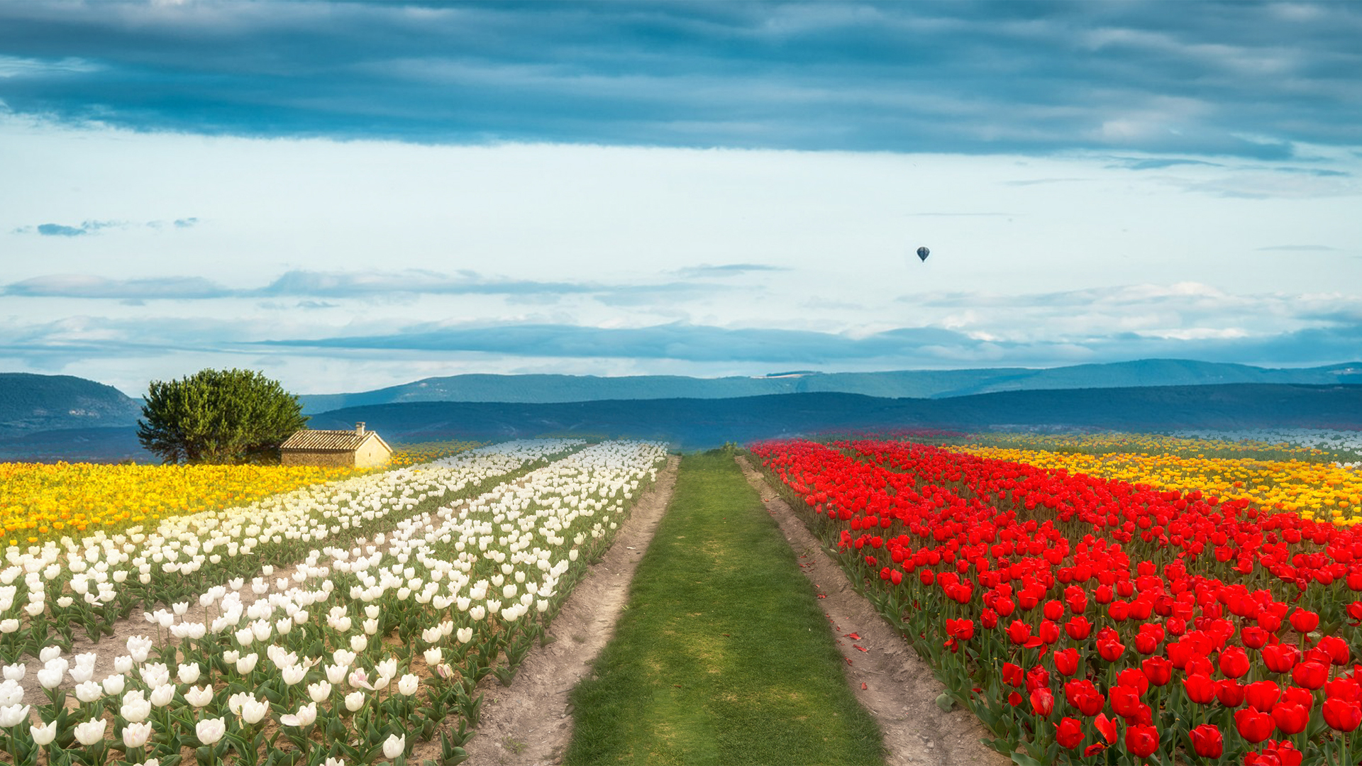 花场郁金香花海风景壁纸分享