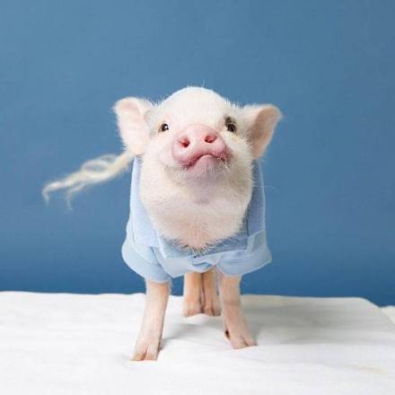 超可爱猪猪情侣头像来啦