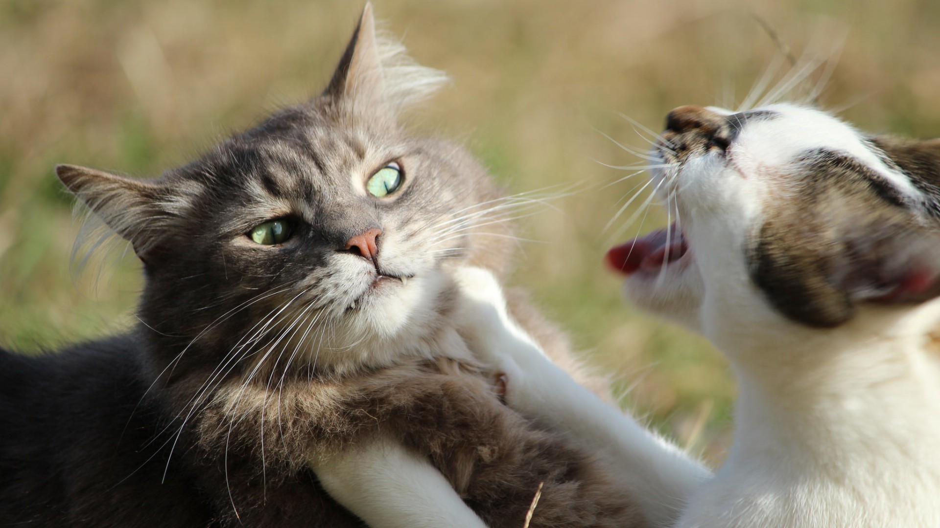 这款带指责神态的猫猫脸壁纸太萌了！