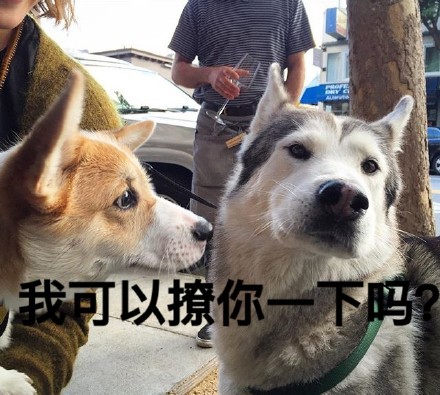柯基版“打死你个龟孙”表情包来啦，斗图又有新素材