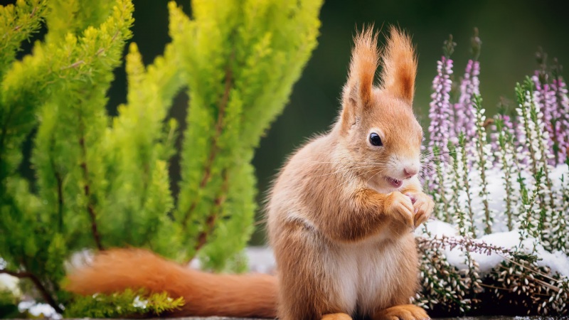 森林里的软萌小松鼠 这套电脑壁纸太治愈了