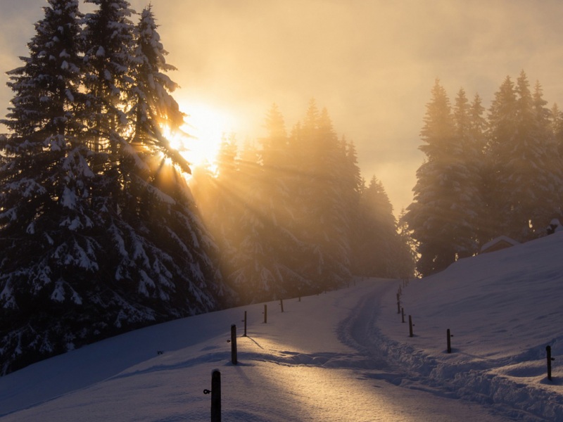 冬日暖阳林间路动漫风景电脑壁纸