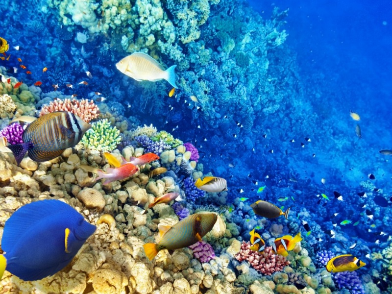 超治愈海洋壁纸！珊瑚热带鱼电脑桌面高清图分享