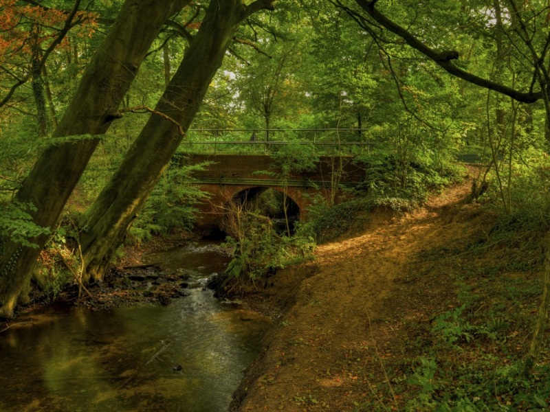 这款森林拱桥自然风景壁纸 适配多尺寸电脑桌面