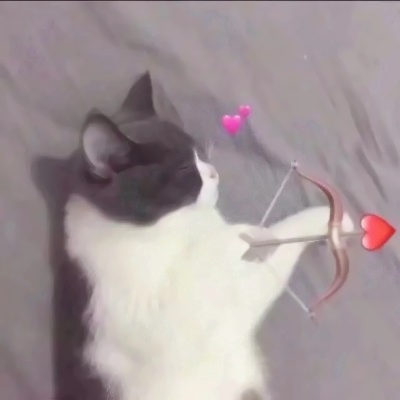 超萌两只猫咪情侣头像！24张高清可爱款直接存