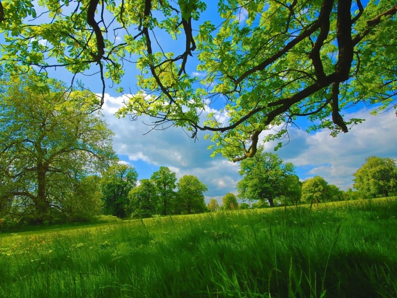 夏日草地林间天空电脑动漫壁纸
