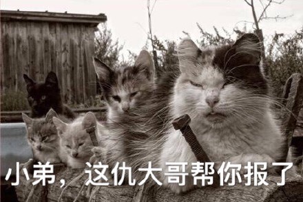 喵星人搞事表情包合集！怼人斗图超好用