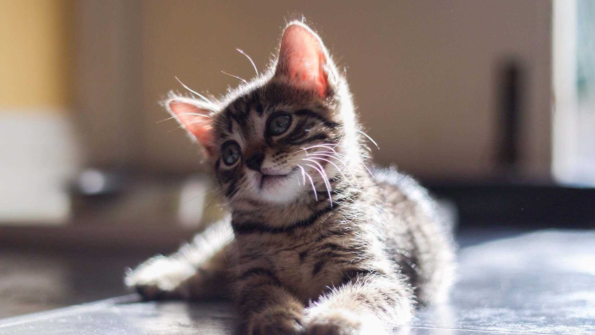 这款带凝望眼神的灰猫咪壁纸太治愈了