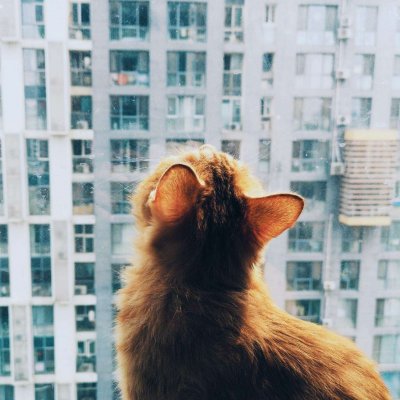 14组搞怪猫狗情侣头像 一对两张高清图来啦