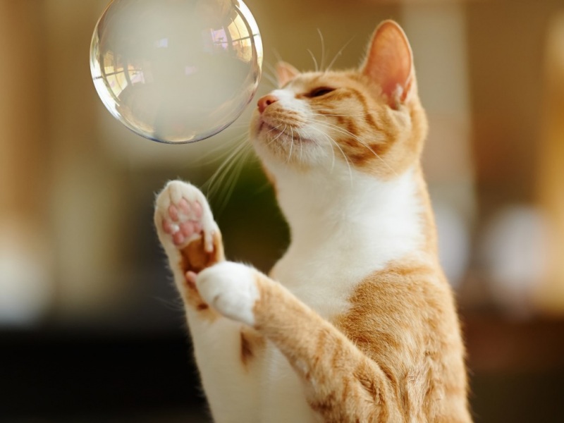 猫咪玩泡泡伸懒腰软萌壁纸_高清可爱动物桌面壁纸