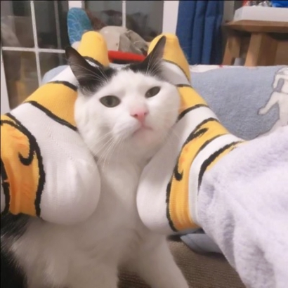 32组超萌宠物情侣头像！左右配对高清可爱款