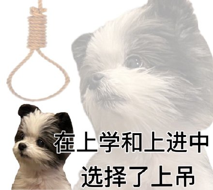 主打一个发疯！这套梗表情包火了