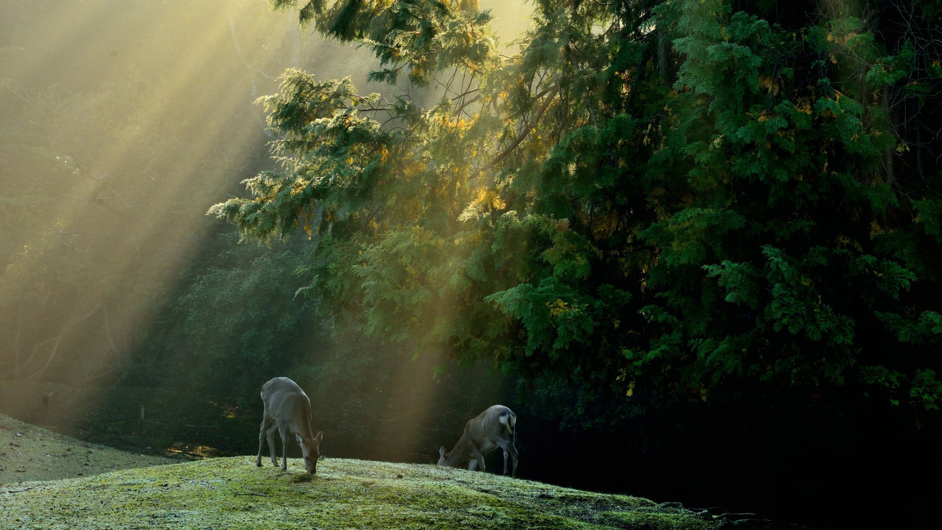 森林小鹿风景动漫风电脑桌面壁纸推荐