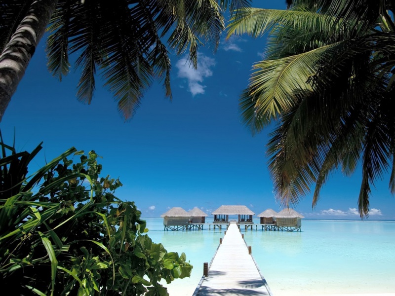 海边椰树氛围感壁纸合集 高清多尺寸可选