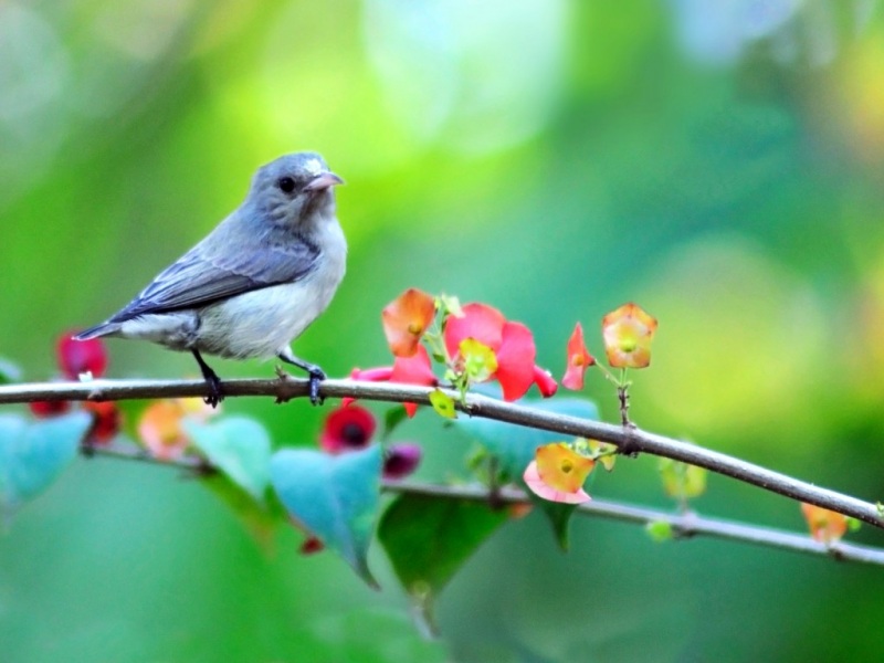 春日枝头鸟影！高清自然动物壁纸合集来啦