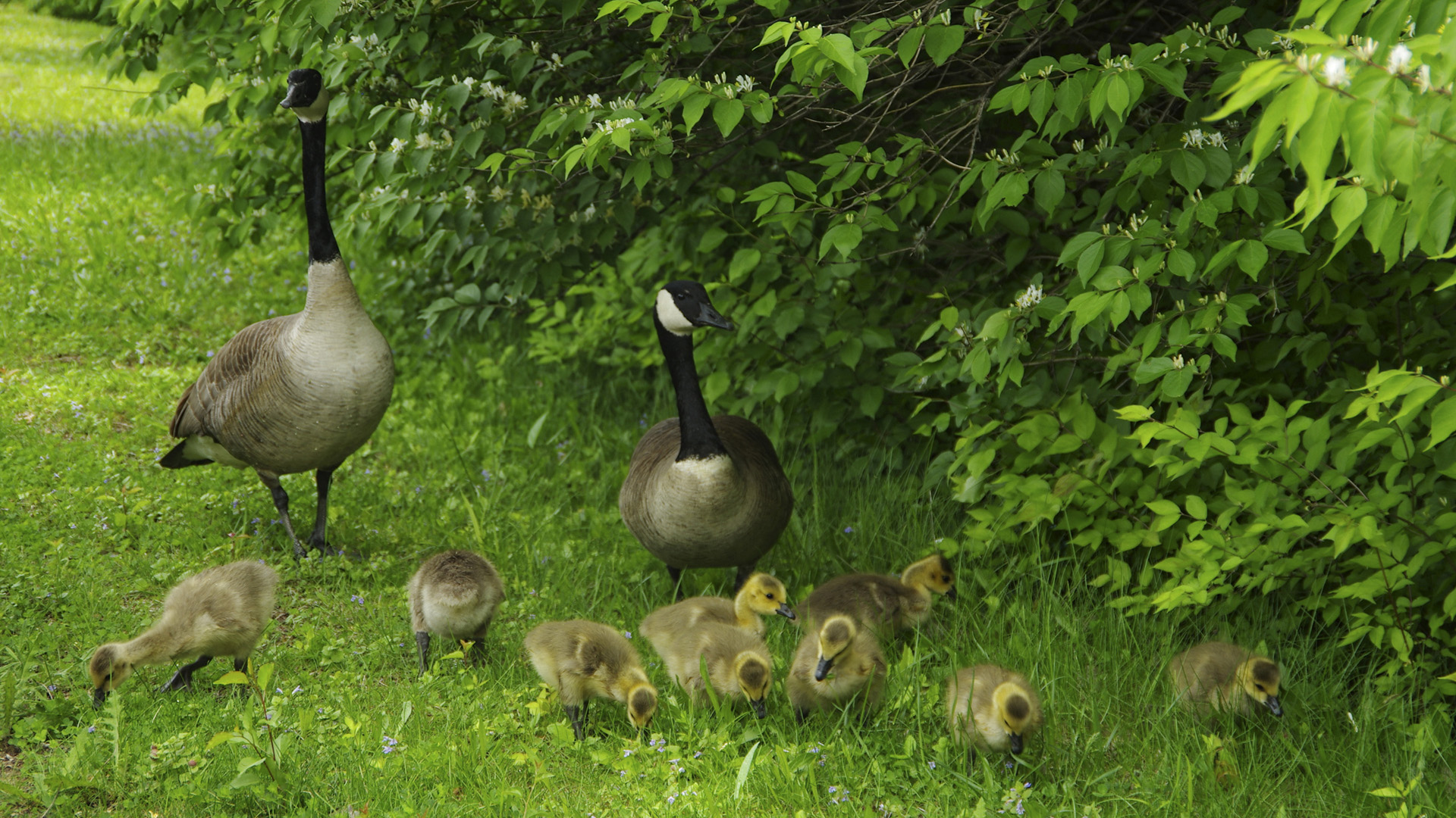 治愈感拉满！草地散步的鸭子鹅一家 超适合当电脑桌面的动漫动物壁纸