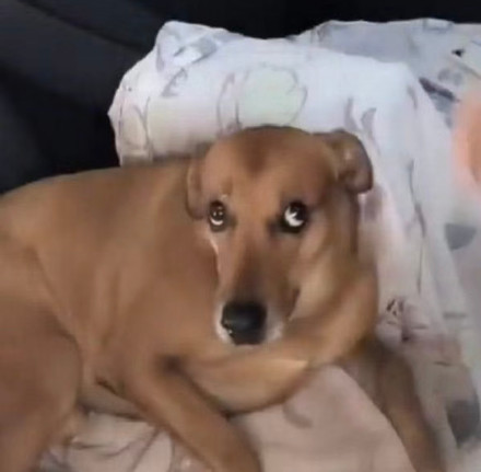 聊天斗图必备！无字表情包合集来啦