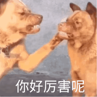 超实用可爱狗狗动图表情包合集