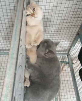 超甜亲亲猫猫动图！拿去撩对象刚刚好